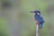 A Common Kingfisher alcedo atthis perched on a branch waiting for the moment to catch a fish.