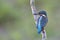 A Common Kingfisher alcedo atthis perched on a branch waiting for the moment to catch a fish.