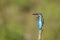 A Common Kingfisher alcedo atthis perched on a branch waiting for the moment to catch a fish.