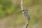 A Common Kingfisher alcedo atthis perched on a branch waiting for the moment to catch a fish.