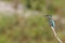 A Common Kingfisher alcedo atthis perched on a branch waiting for the moment to catch a fish.