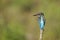 A Common Kingfisher alcedo atthis perched on a branch waiting for the moment to catch a fish.