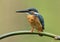 Common kingfisher Alcedo atthis perching on curved bamboo wood in stream showing its chest feathers, lovely nature