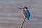 Common kingfisher - alcedo atthis at rest.