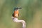 Common Kingfisher Alcedo atthis sitting on a stick with a feather in its beak