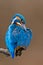 Common Kingfisher (Alcedo attis) male preening
