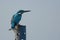 Common Kingfisher backside