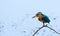 Common Kingfisher Bangladeshi Bird