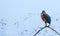 Common Kingfisher Bangladeshi Bird