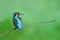 Common kingfisher ,beautiful bird perching on branch