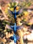 Common Kingfisher foraging flight path