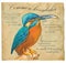 Common Kingfisher - An hand painted vector