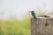 Common Kingfisher perching Alcedo athis