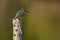 Common Kingfisher on a pole