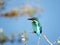 Common Kingfisher in Polonnaruwa perched on a twig.