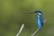 Common kingfisher portrait heads up