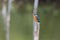 Common Kingfisher rest on post