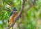 Common Kingfisher in search of a Target