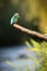 Common kingfisher sitting on branch in autumn in vertical shot