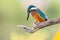 common kingfisher sitting on wood in sunlight with copy space