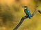 Common kingfisher on a tree branch, light blurred background