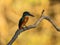 Common kingfisher on a tree branch, light blurred background