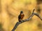 Common kingfisher on a tree branch, light blurred background