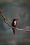 common kingfisher waiting for a meal near pond at rabindra sarobar lake in kolkata