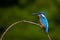 Common kingfisher waiting to catch fish