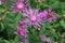 Common knapweed