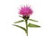 Common knapweed closeup