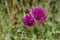 Common Knapweed wildflower