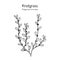 Common knotgrass, medicinal plant