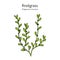 Common knotgrass, Polygonum aviculare , medicinal plant