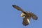 Common krestel Falco tinnunculus