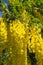 The Common laburnum