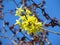 Common laburnum and dark tree