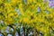 Common Laburnum Flowers