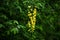 Common laburnum ( Laburnum anagyroides ) flowers. Fabaceae phanerog poisonous plant.