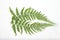 Common lady-fern / Athyrium filix-femina leafs on a white isolated background