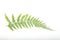 Common lady-fern / Athyrium filix-femina leafs on a white isolated background