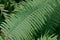 Common Lady Fern single leaf