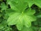 Common lady`s mantle Alchemilla vulgaris, herbaceous perennial.