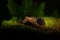 Common Lancehead, Bothrops atrox, in tropical forest. Poison animal in the dark jungle. Detail of rare snake from  Costa Rica.