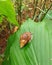 Common land snails are brown with a hard shell and live in trees