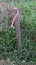A Common Land Survey Stake with a Pink Ribbon