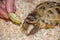 A common land tortoise eats a piece of apple