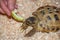 A common land tortoise eats a piece of apple