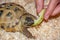 A common land tortoise eats a piece of apple in a sawdust from a