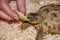 A common land tortoise eats a piece of apple in a sawdust